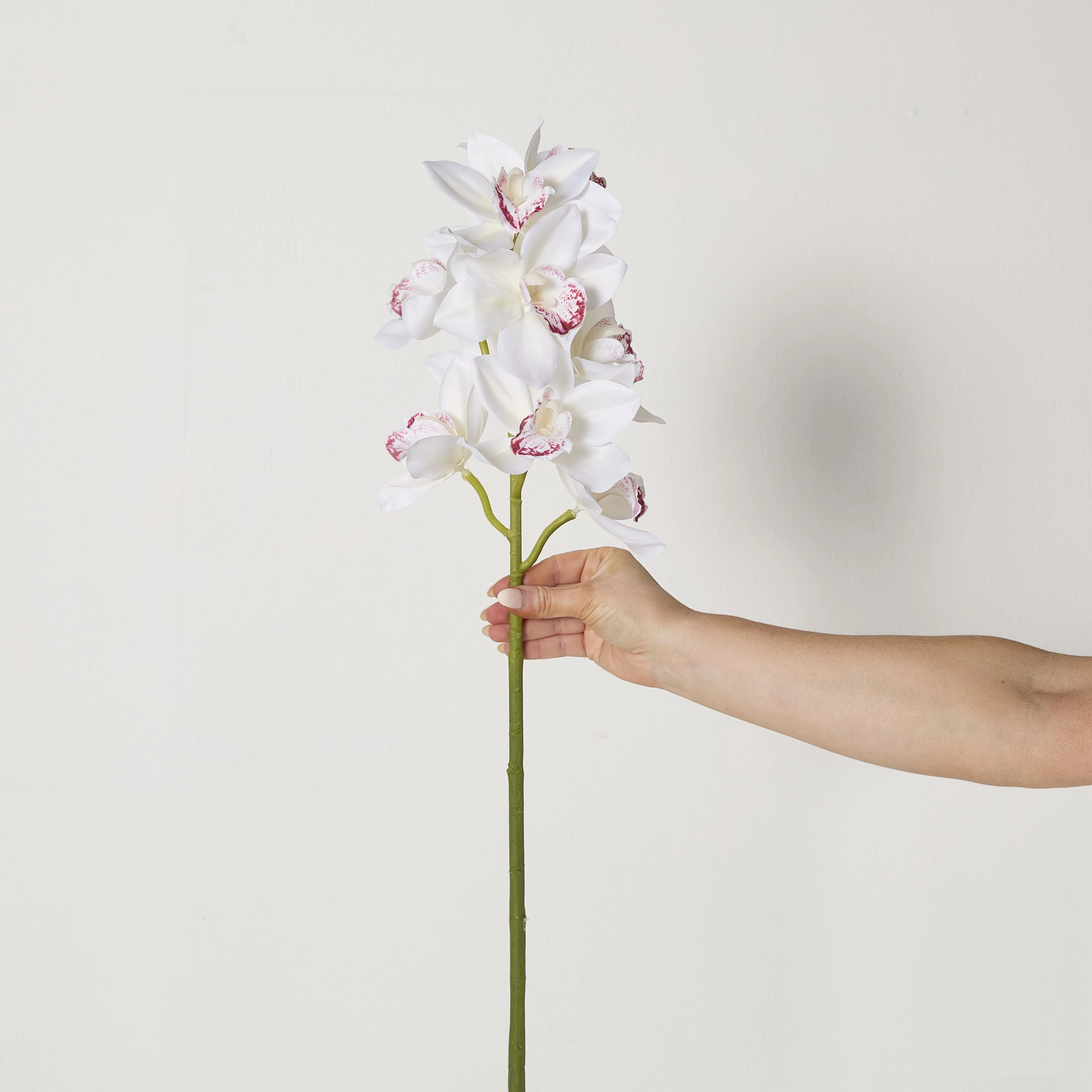 Bloomery Boat Orchid Stem White 63cm - Image 3