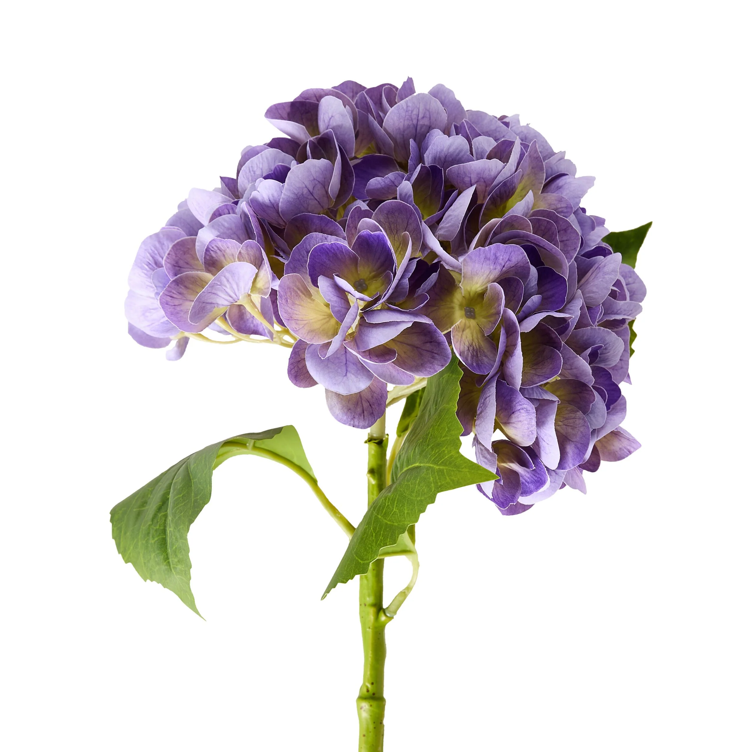 Bloomery Hydrangea Stem Purple 56cm - Image 2