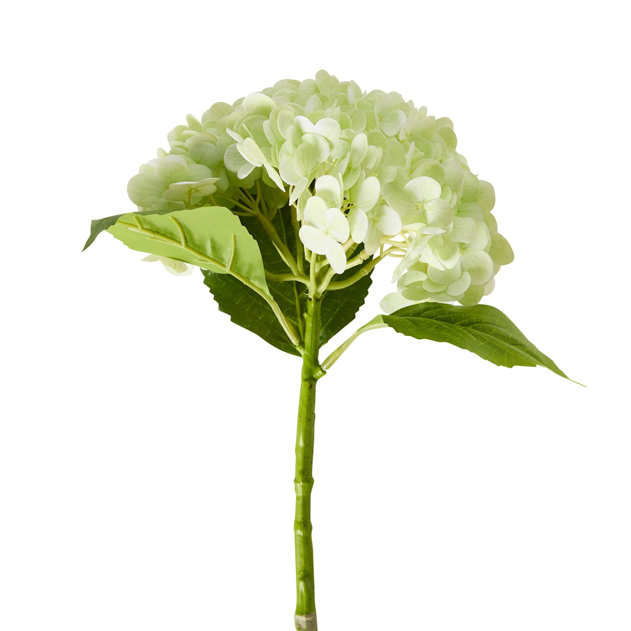 Bloomery Hydrangea Stem Soft Green 56cm - Image 2