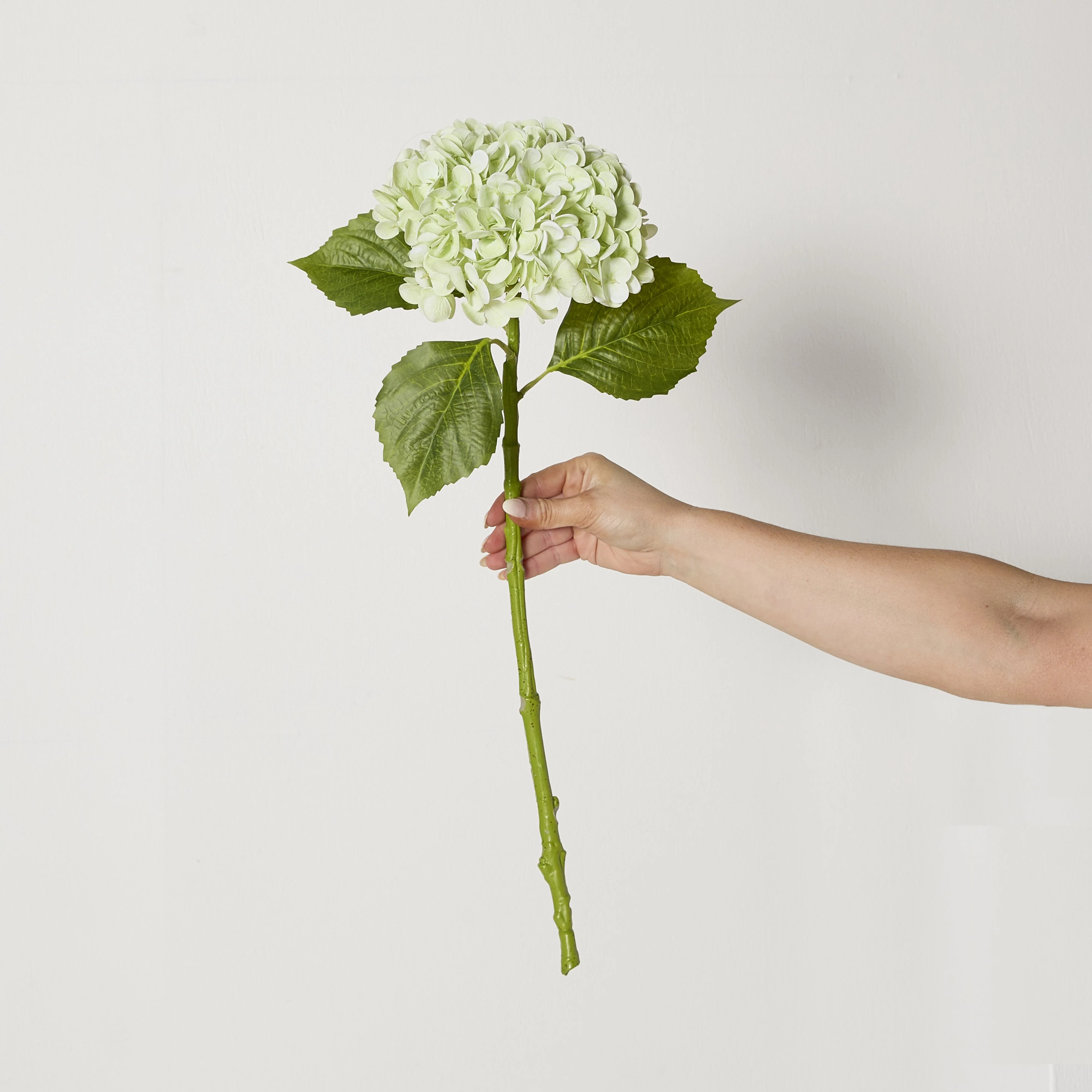 Bloomery Hydrangea Stem Soft Green 56cm - Image 3