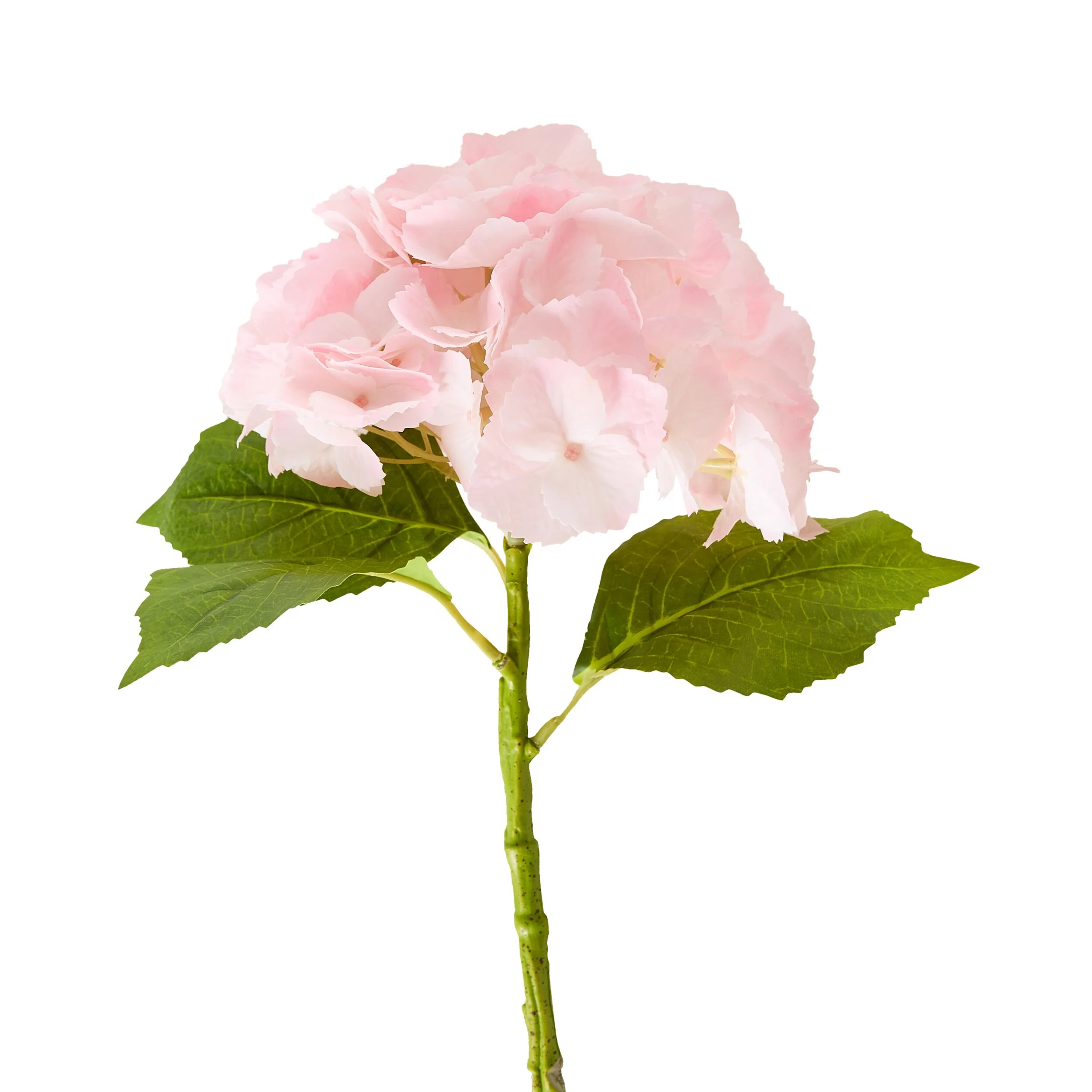 Bloomery Hydrangea Stem Soft Pink 56cm - Image 2