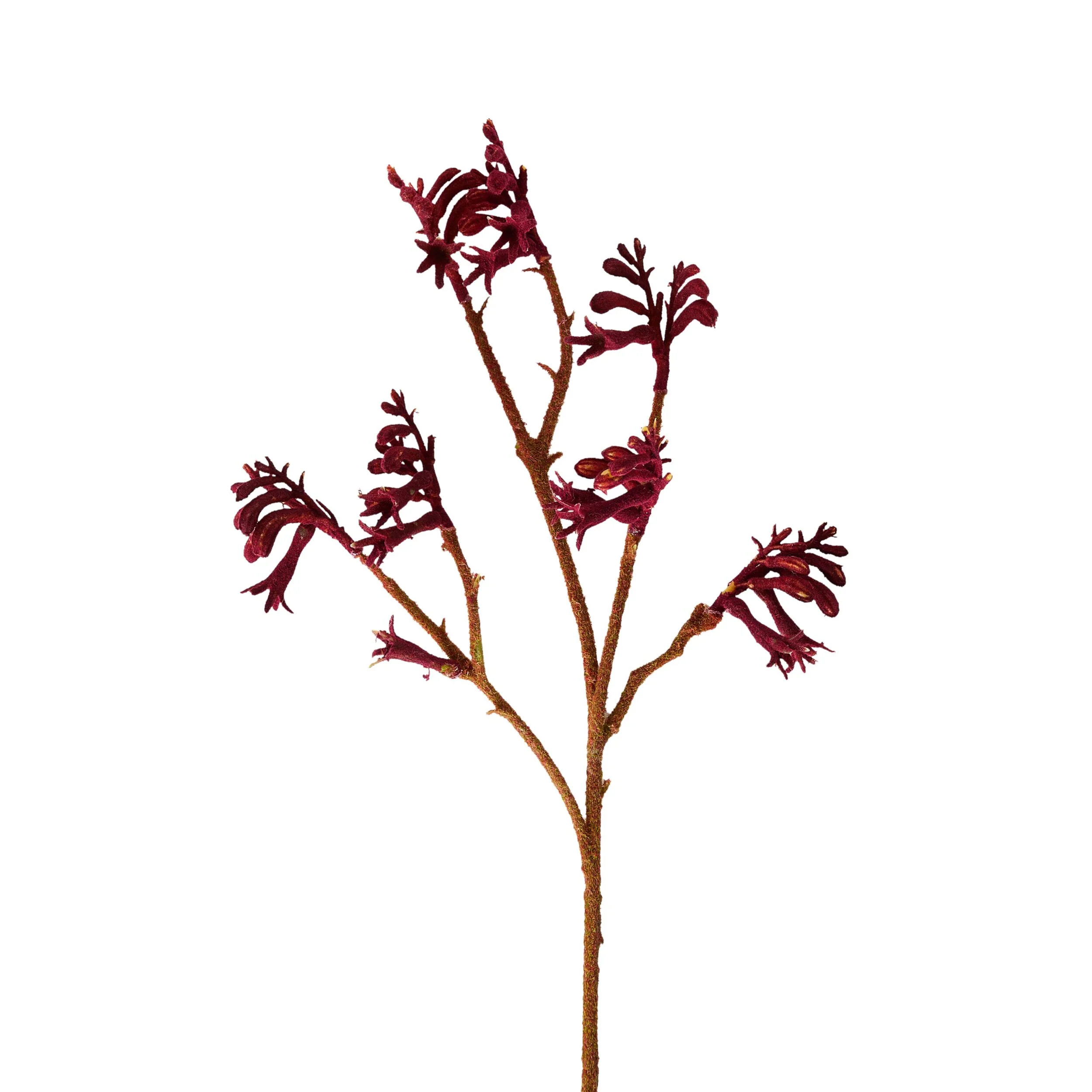Bloomery Kangaroo Paw Stem 61cm - Image 2