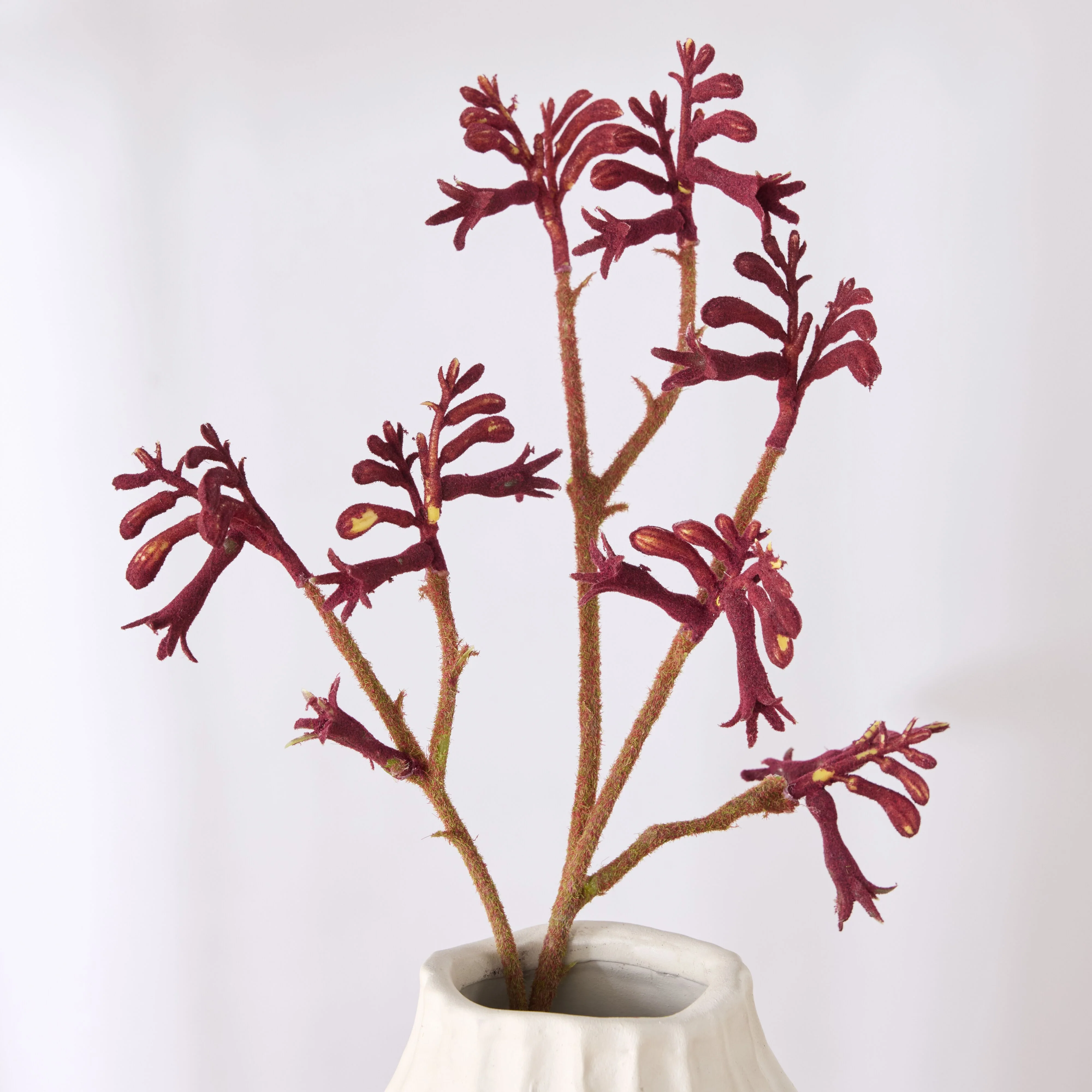 Bloomery Kangaroo Paw Stem 61cm - Image 4