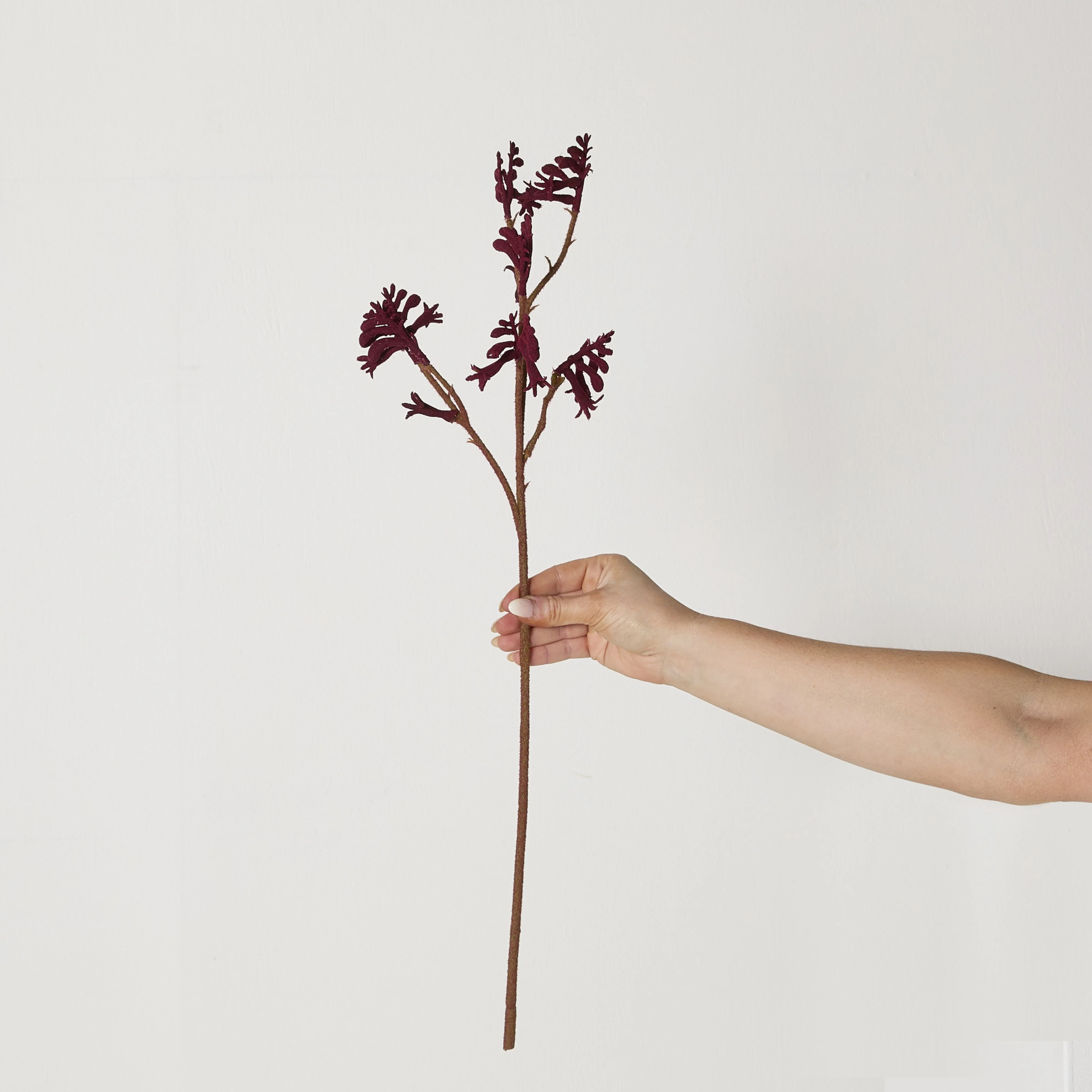 Bloomery Kangaroo Paw Stem 61cm - Image 5