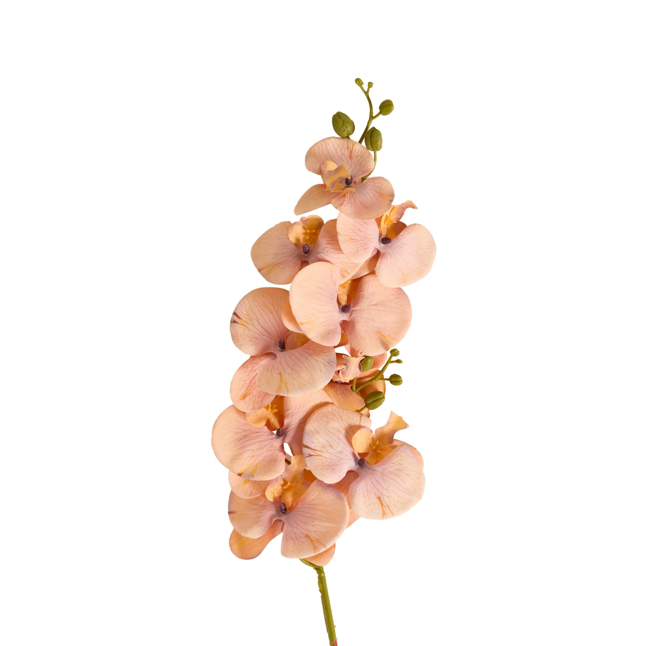 Bloomery Moth Orchid Stem Peach 102cm - Image 2