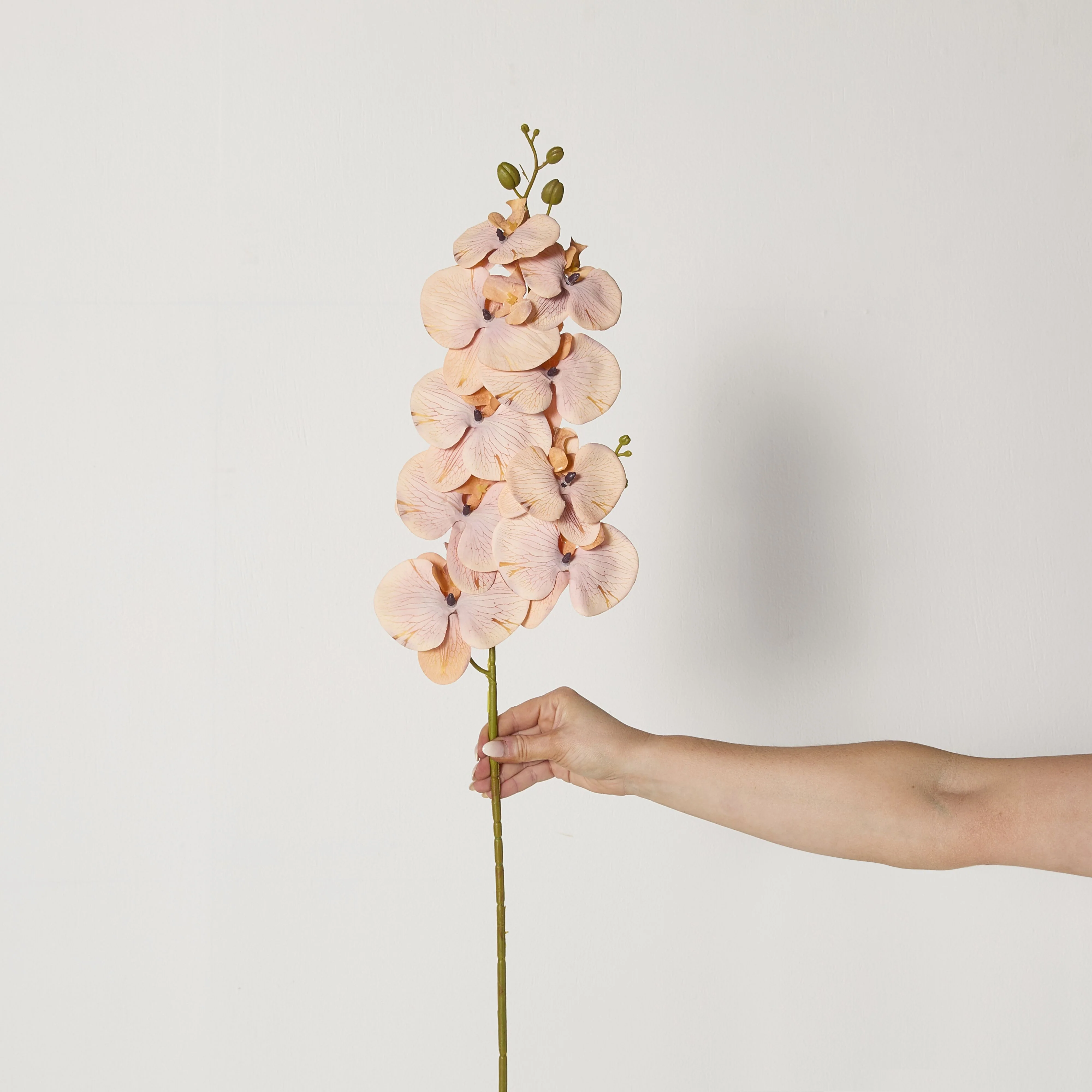 Bloomery Moth Orchid Stem Peach 102cm - Image 4
