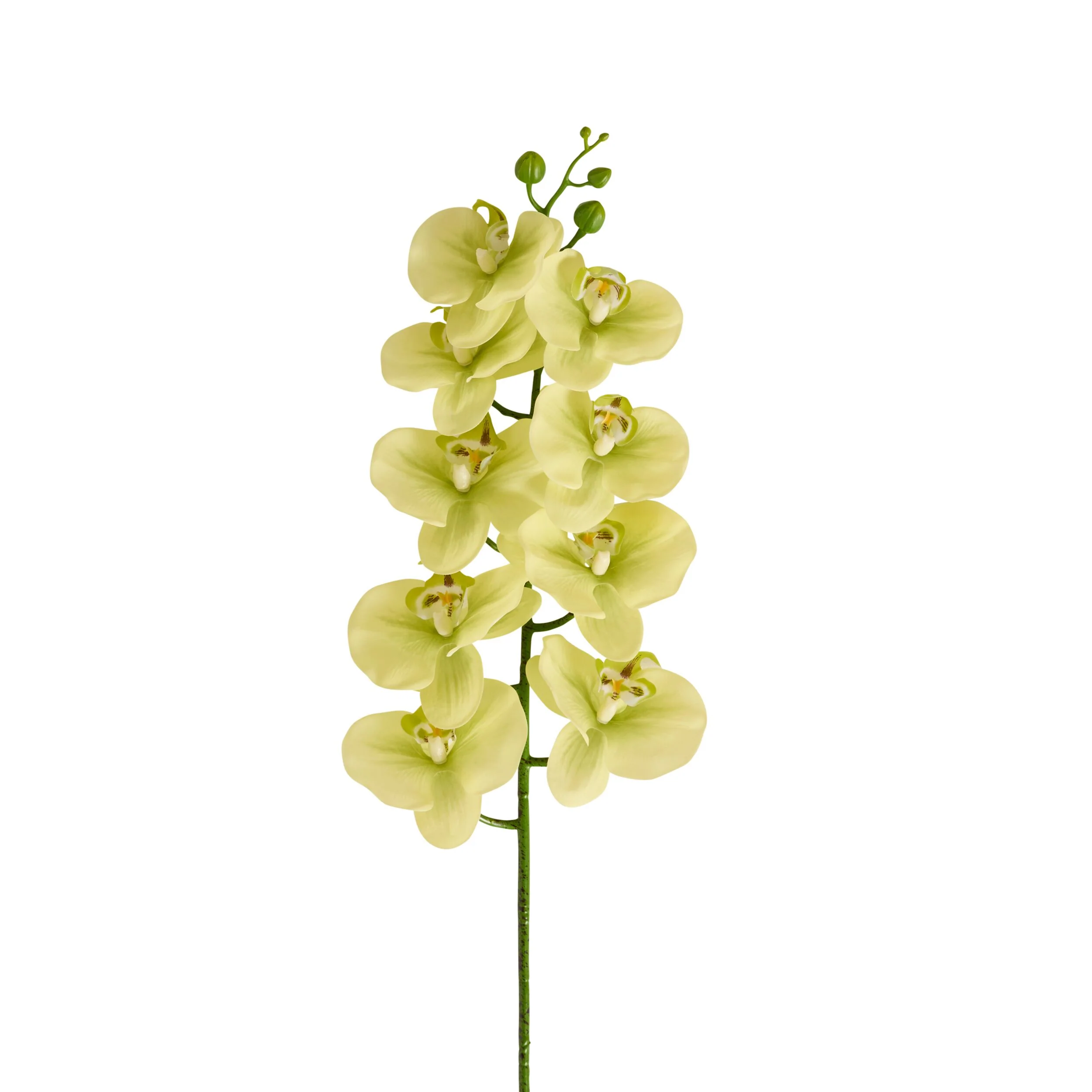Bloomery Moth Orchid Stem Soft Green 94cm - Image 2