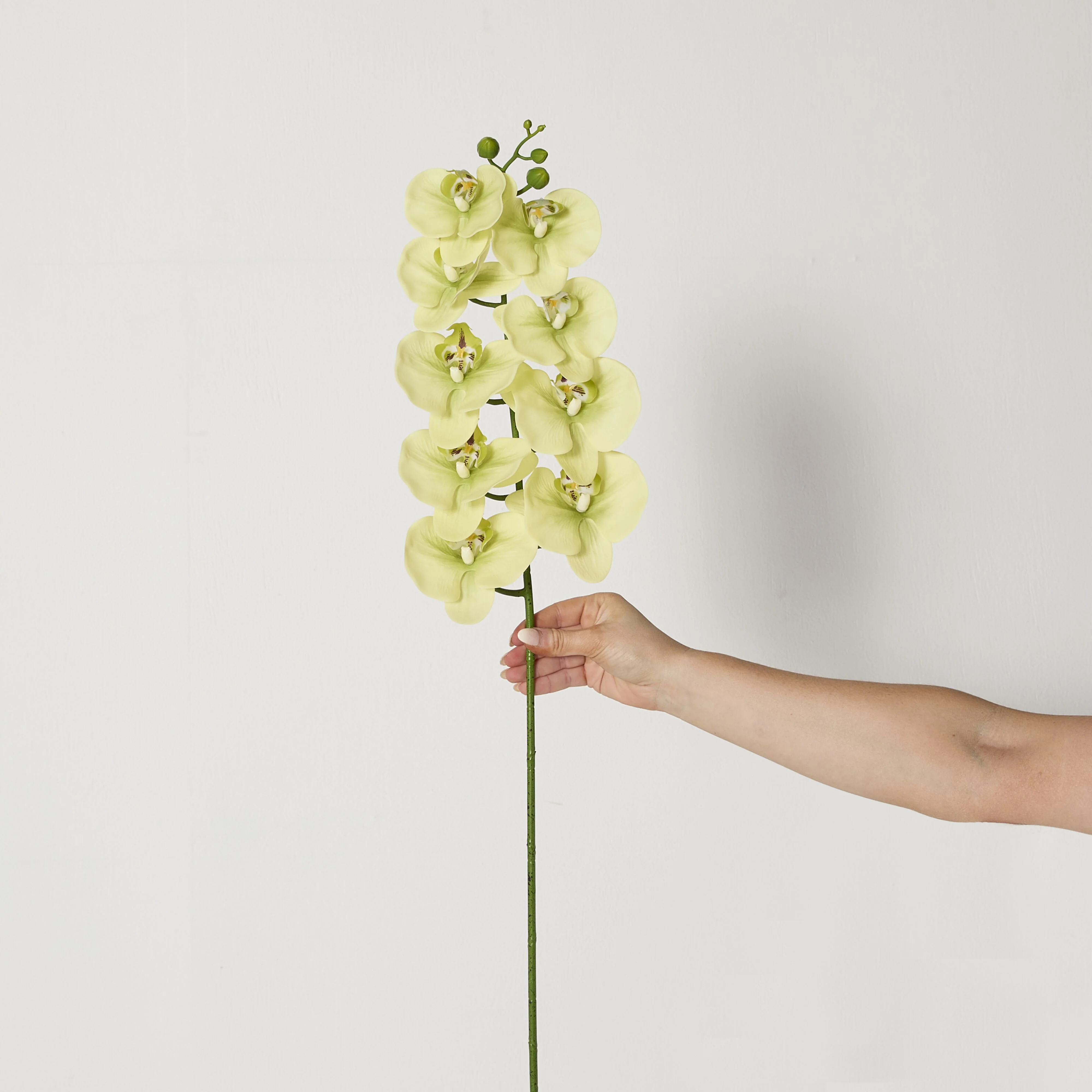 Bloomery Moth Orchid Stem Soft Green 94cm - Image 3
