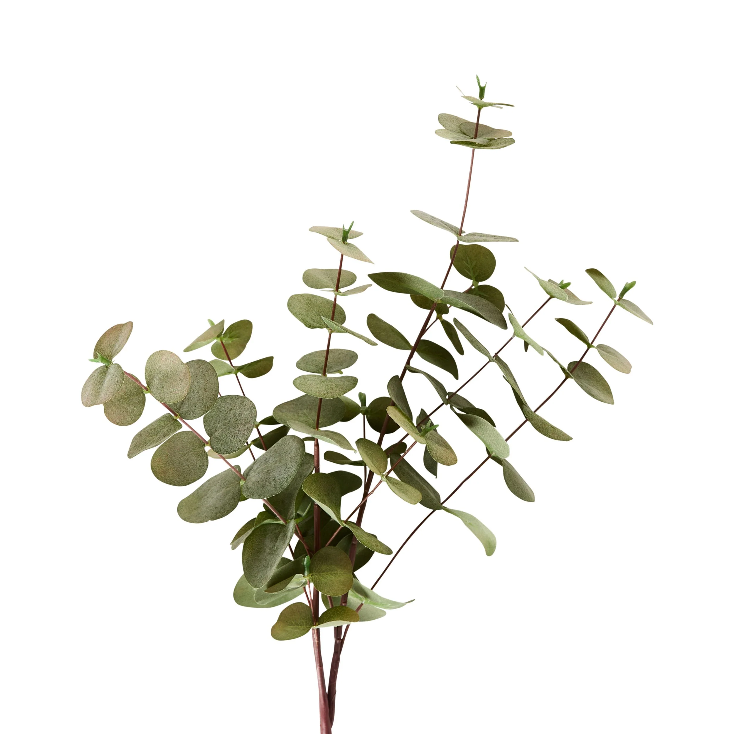Bloomery Silver Dollar Eucalyptus Stem 76cm - Image 2