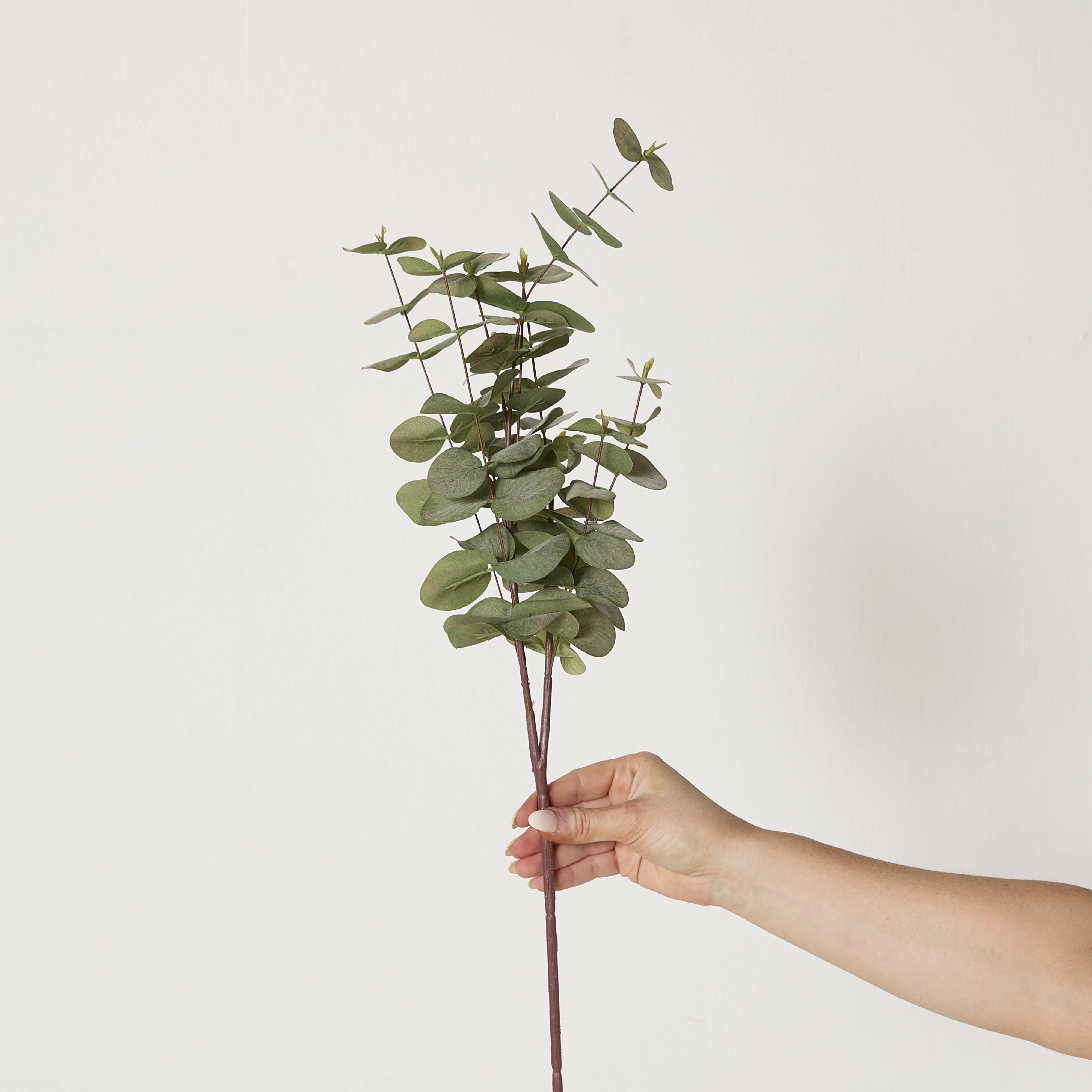 Bloomery Silver Dollar Eucalyptus Stem 76cm - Image 4