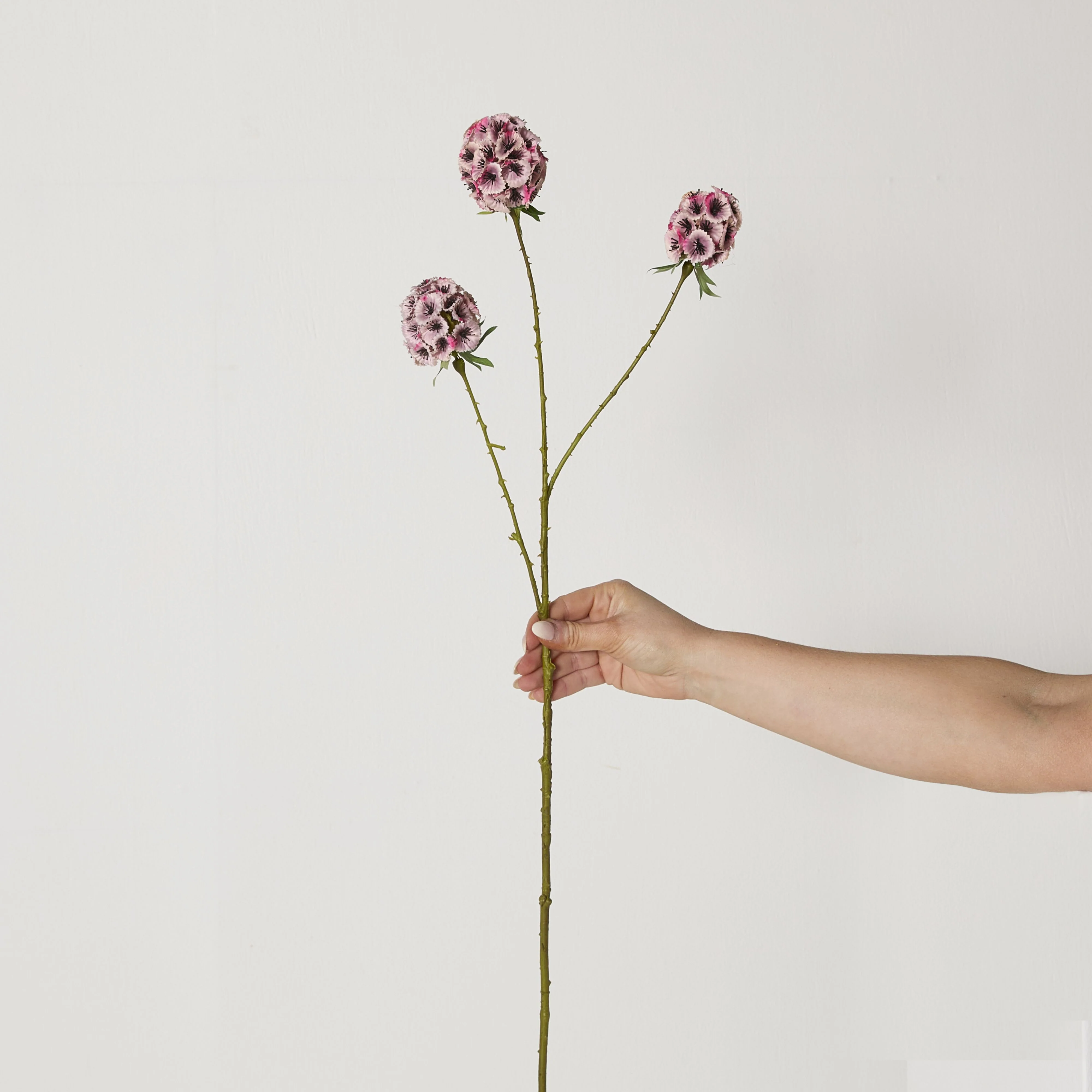 Bloomery Sweet William Stem Pink 71cm - Image 3