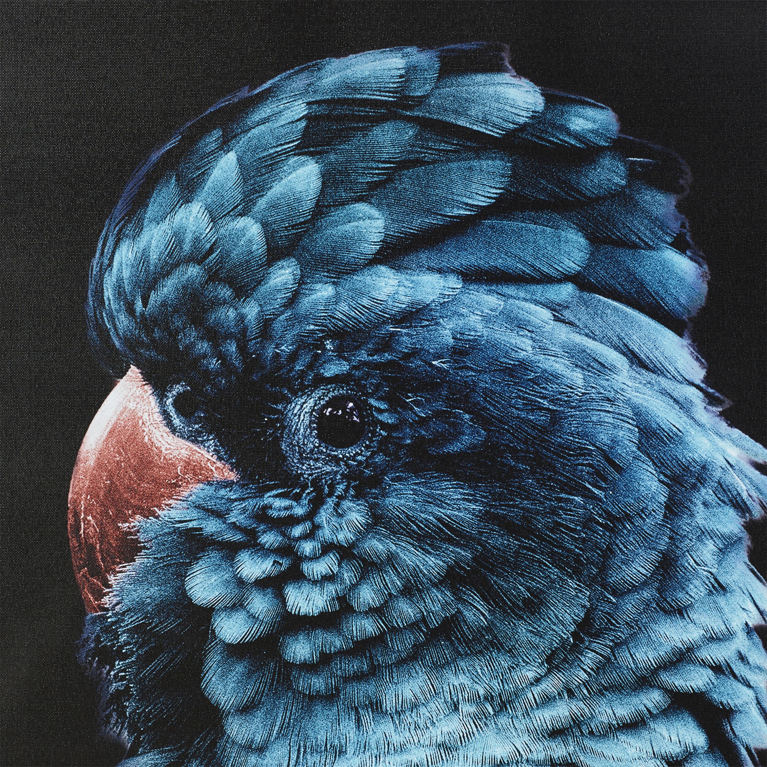 Blue Teal Charles Cockatoo Framed Print 120x80cm - Image 2