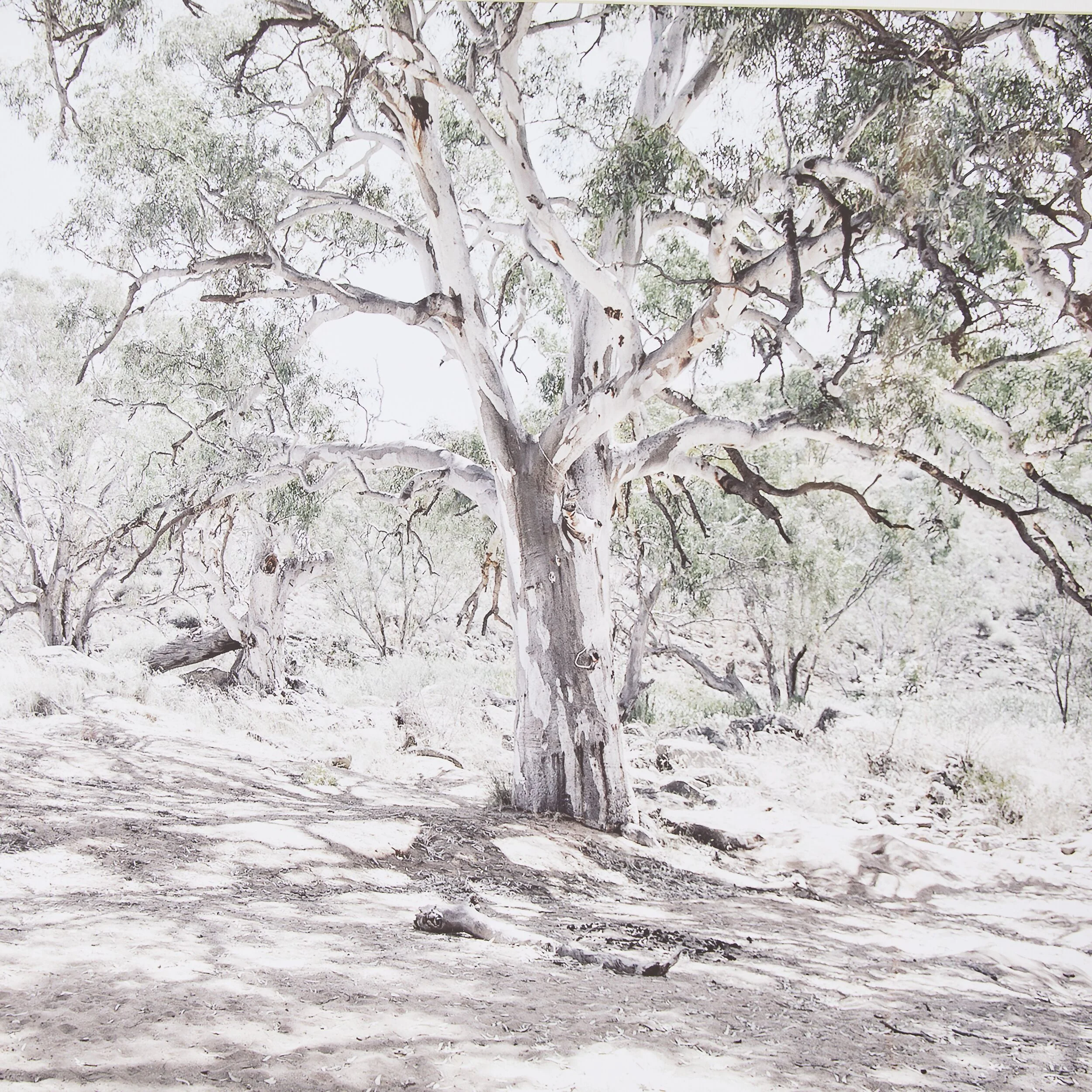 Bushlands Framed Glass Print 105x70cm - Image 2