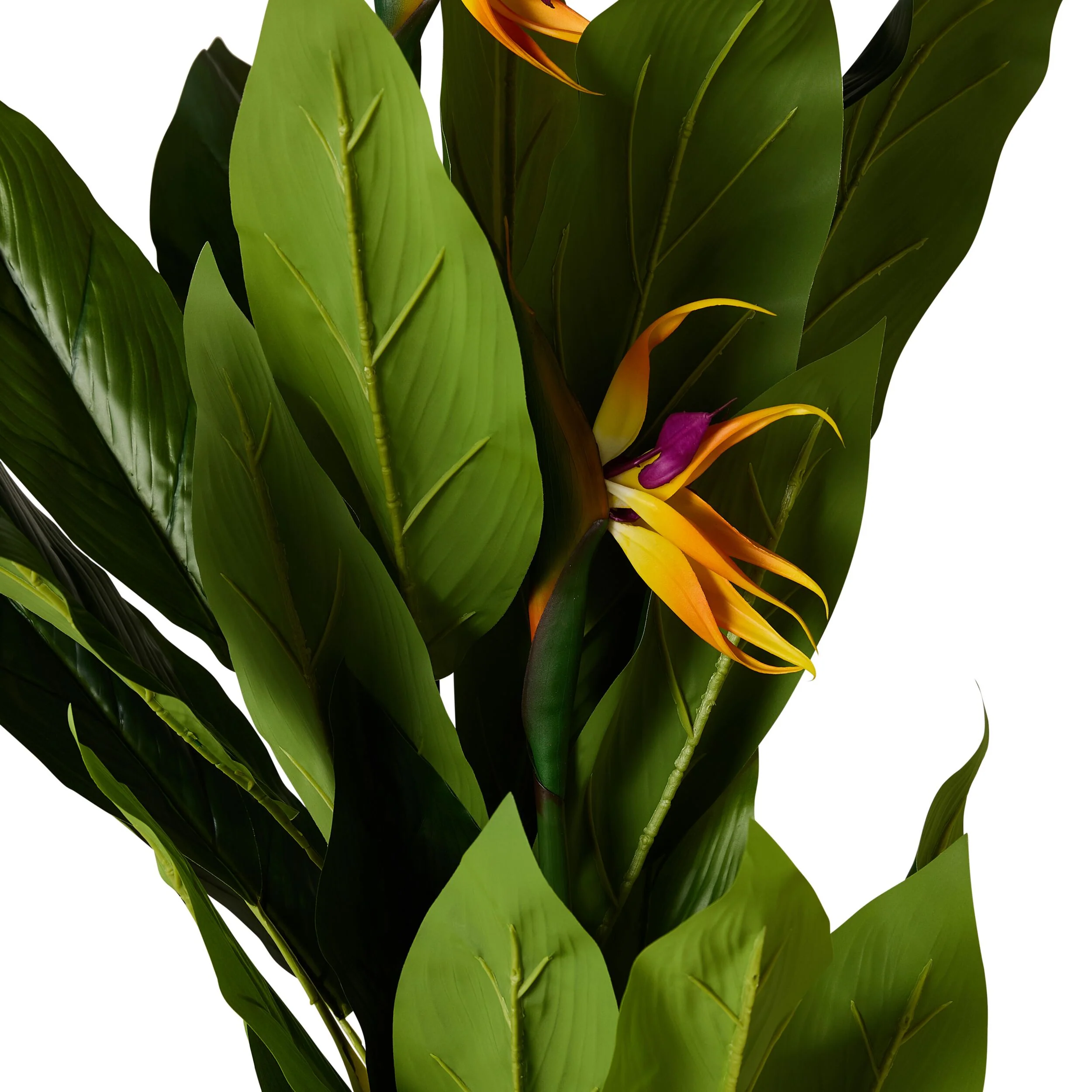 Eden Bird of Paradise 150cm - Image 2