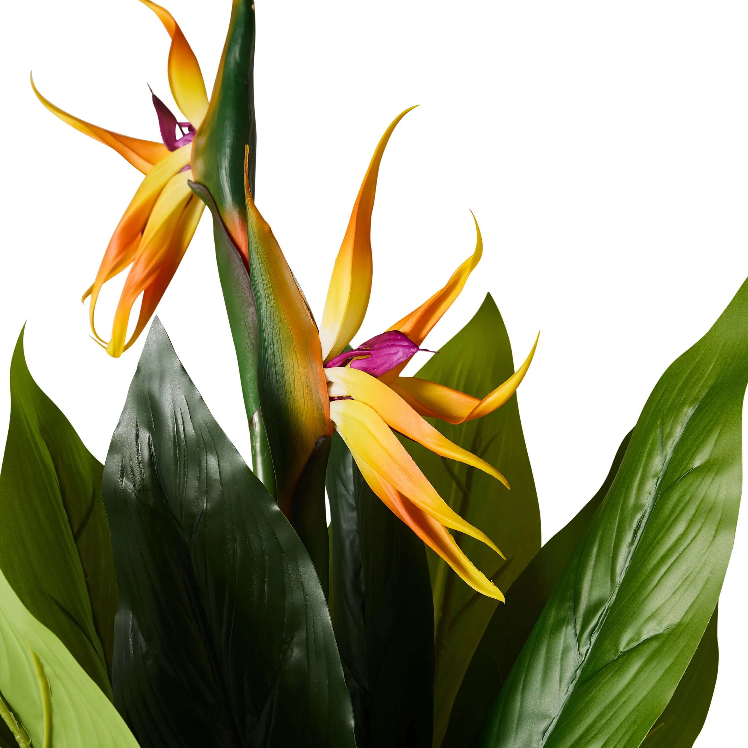 Eden Bird of Paradise 95cm - Image 3