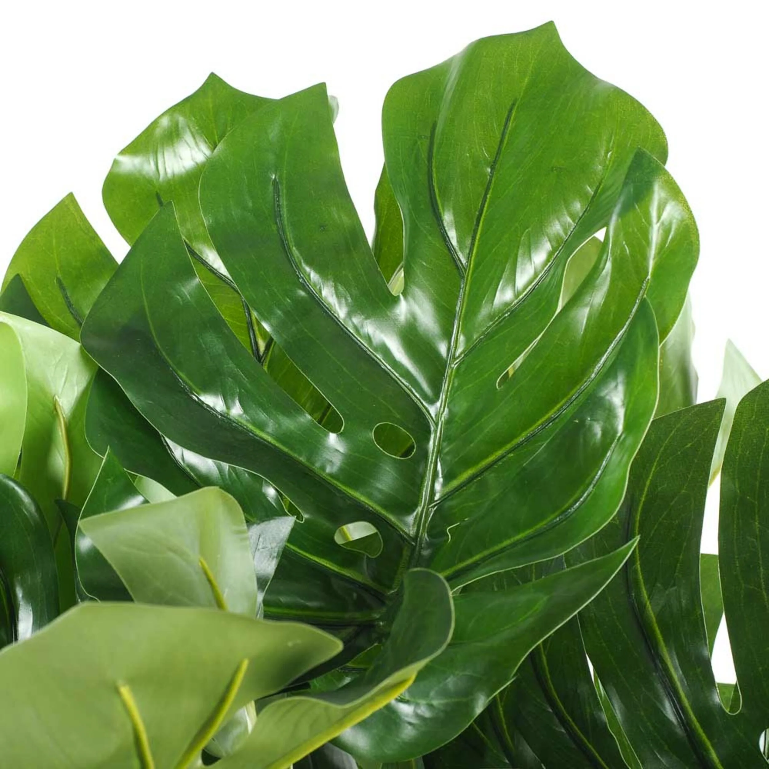 Eden Monstera Plant 120cm - Image 2