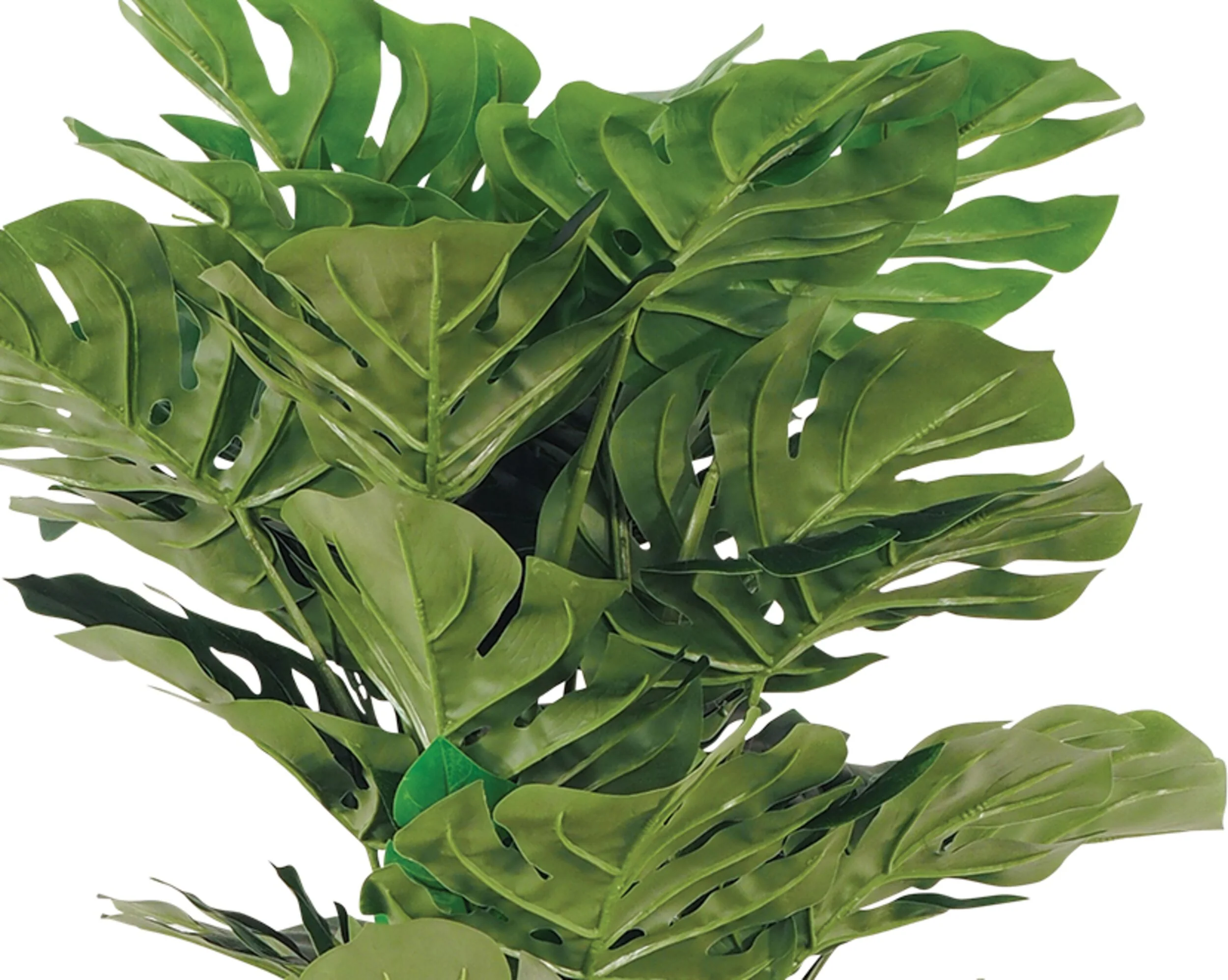 Eden Potted Monstera 105cm - Image 2