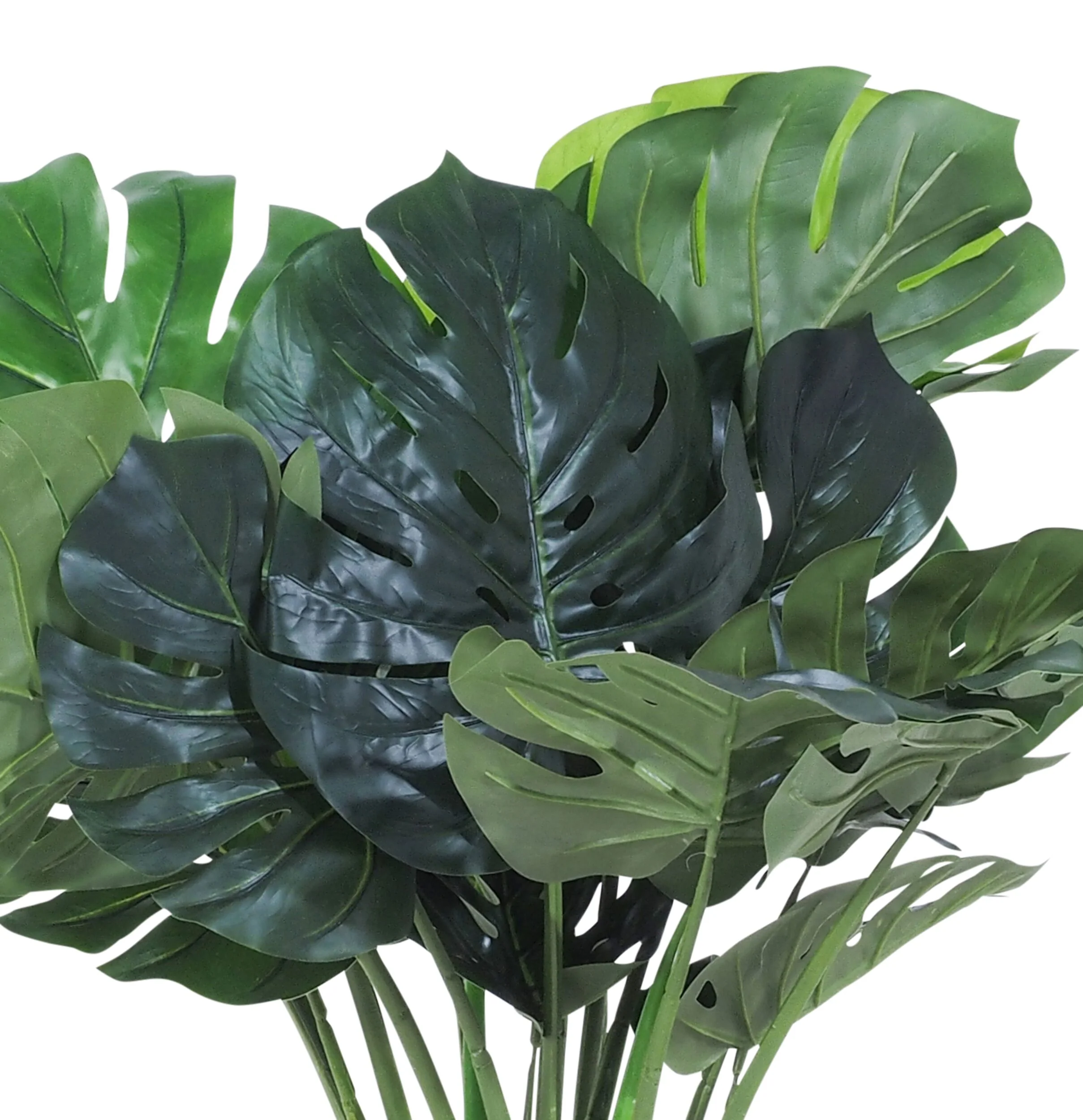 Eden Potted Monstera 60cm - Image 2