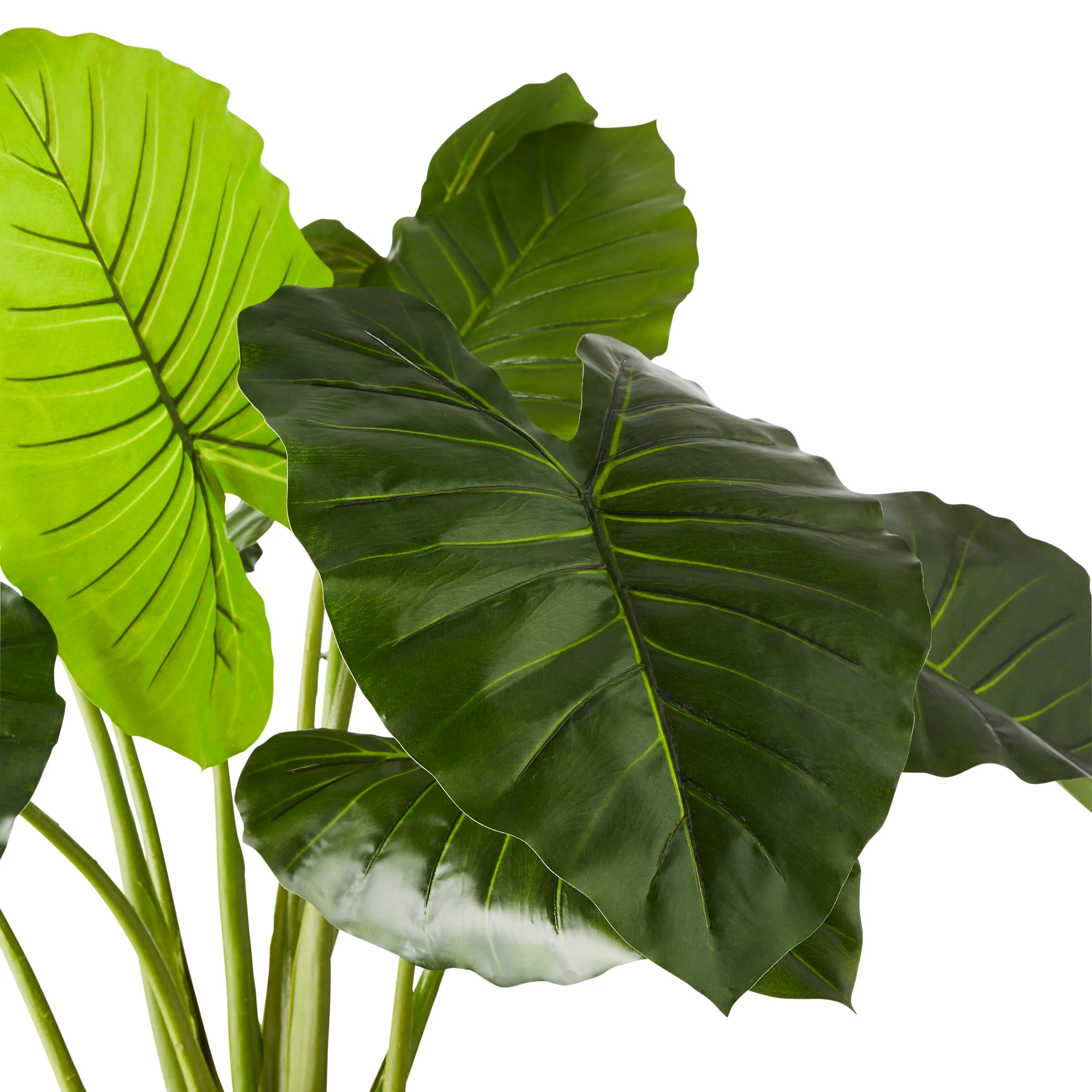 Eden Potted Taro Plant 130cm - Image 2