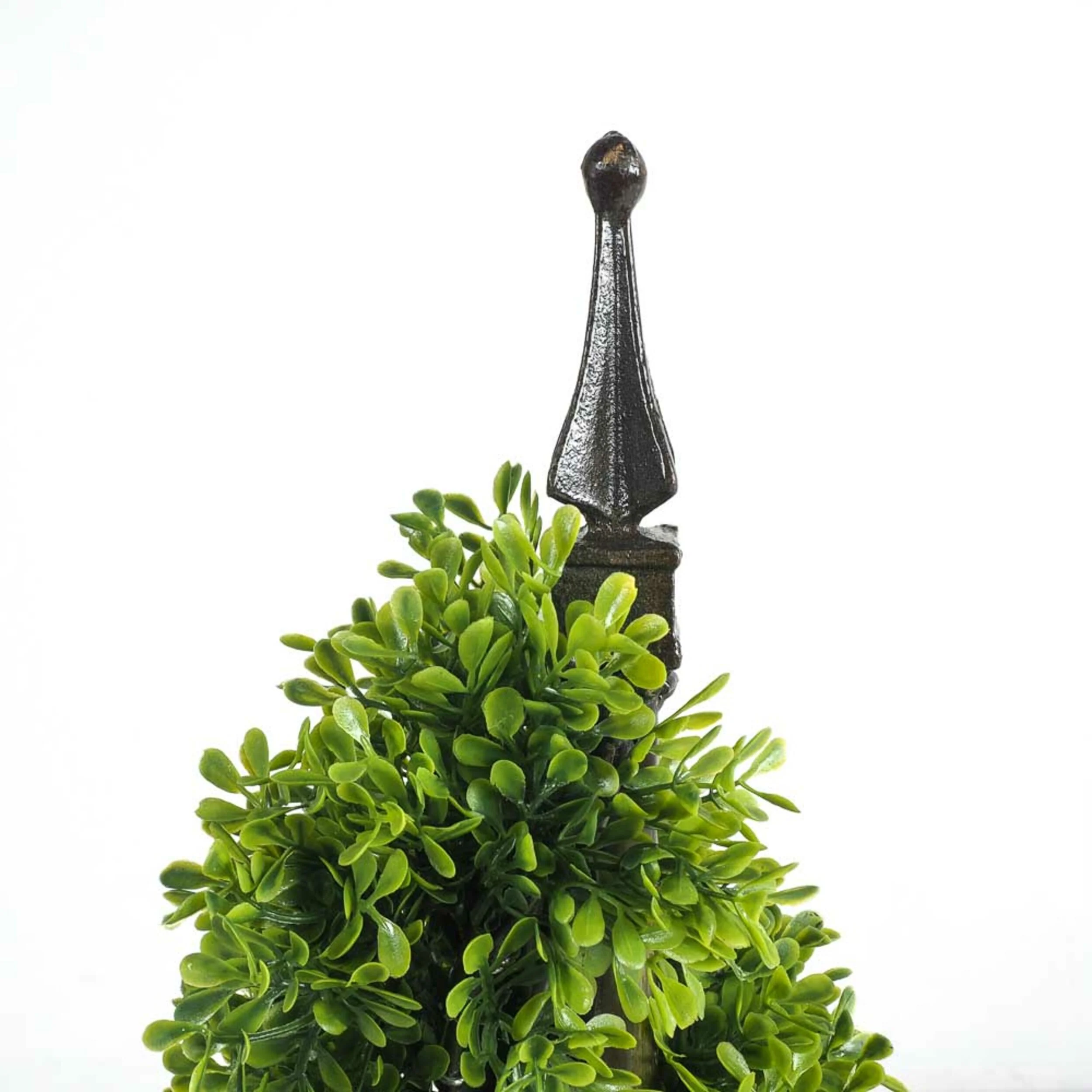 Eden Small English Box Plant - Image 2