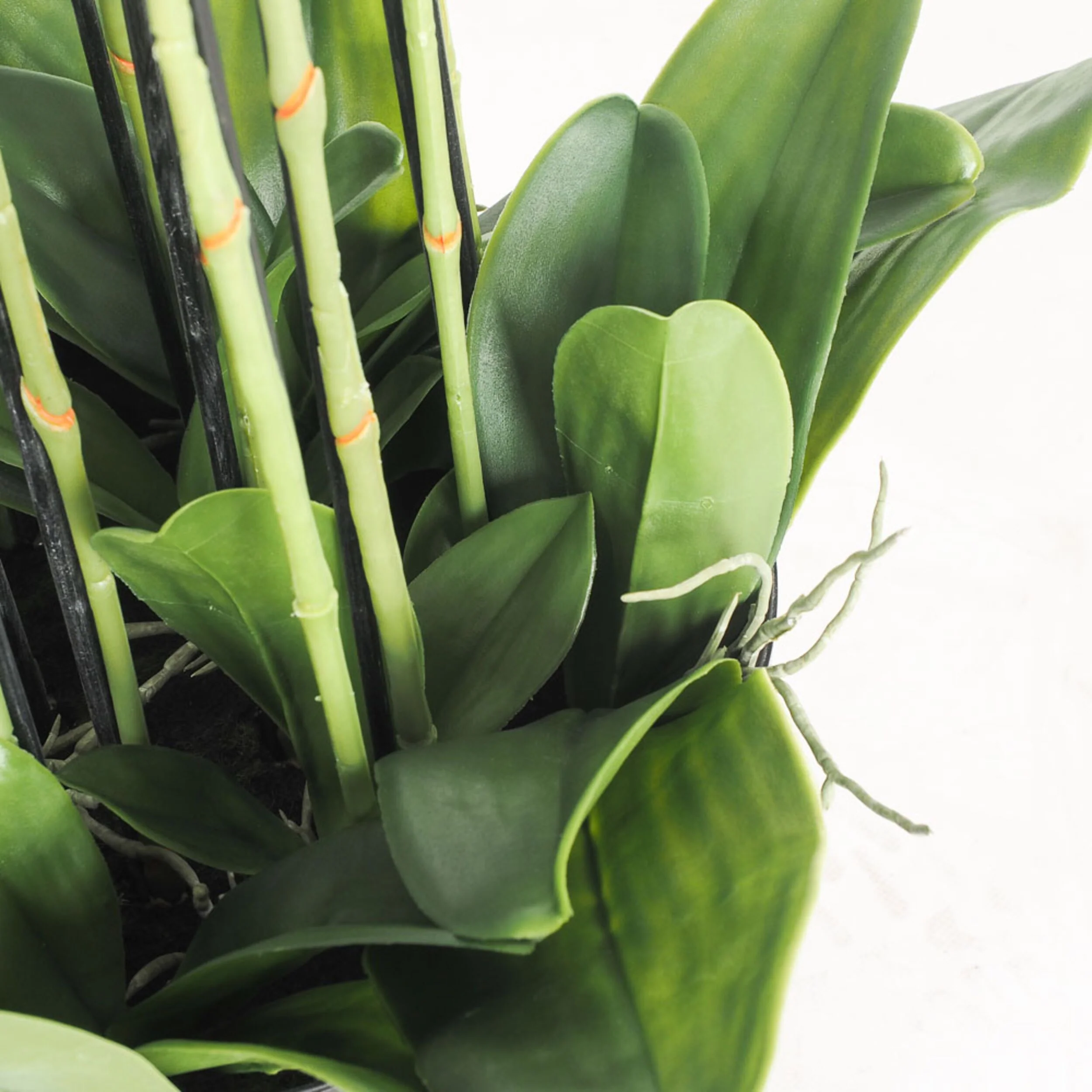 Fiore Orchid 13 Stems 150cm - Image 3