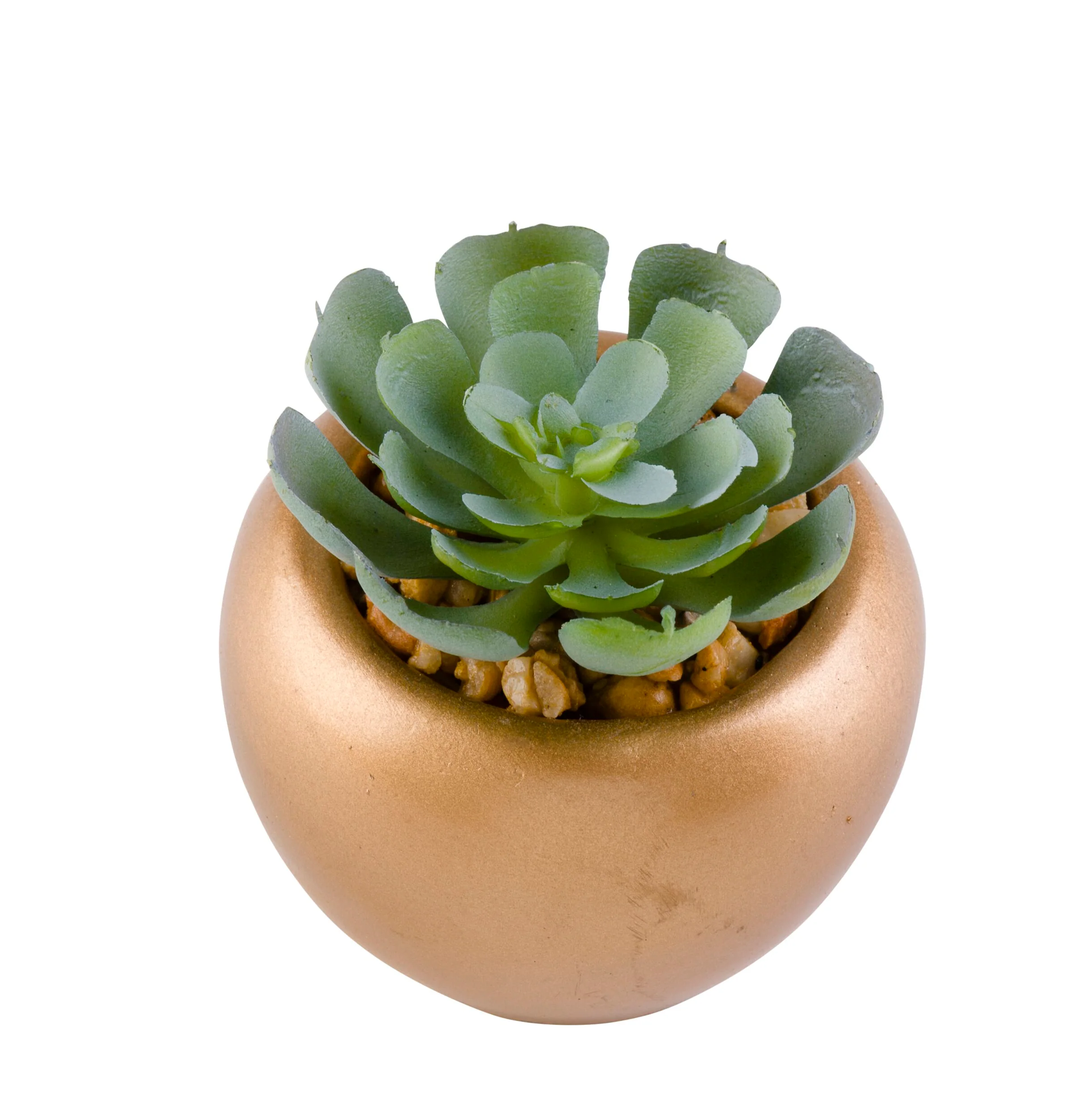 Floret Cactus Plant in Pot 6cm - Image 2