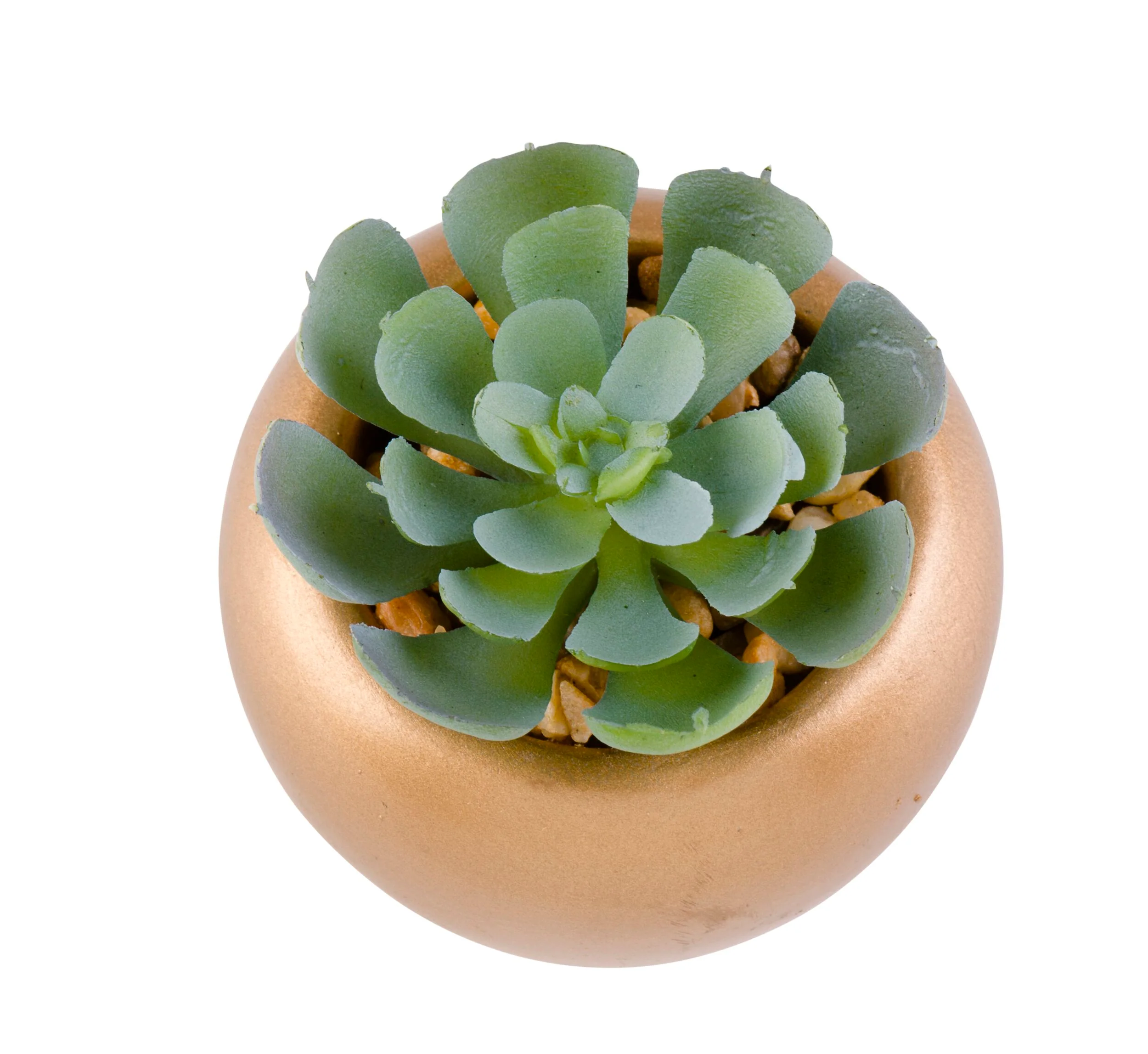 Floret Cactus Plant in Pot 6cm - Image 3