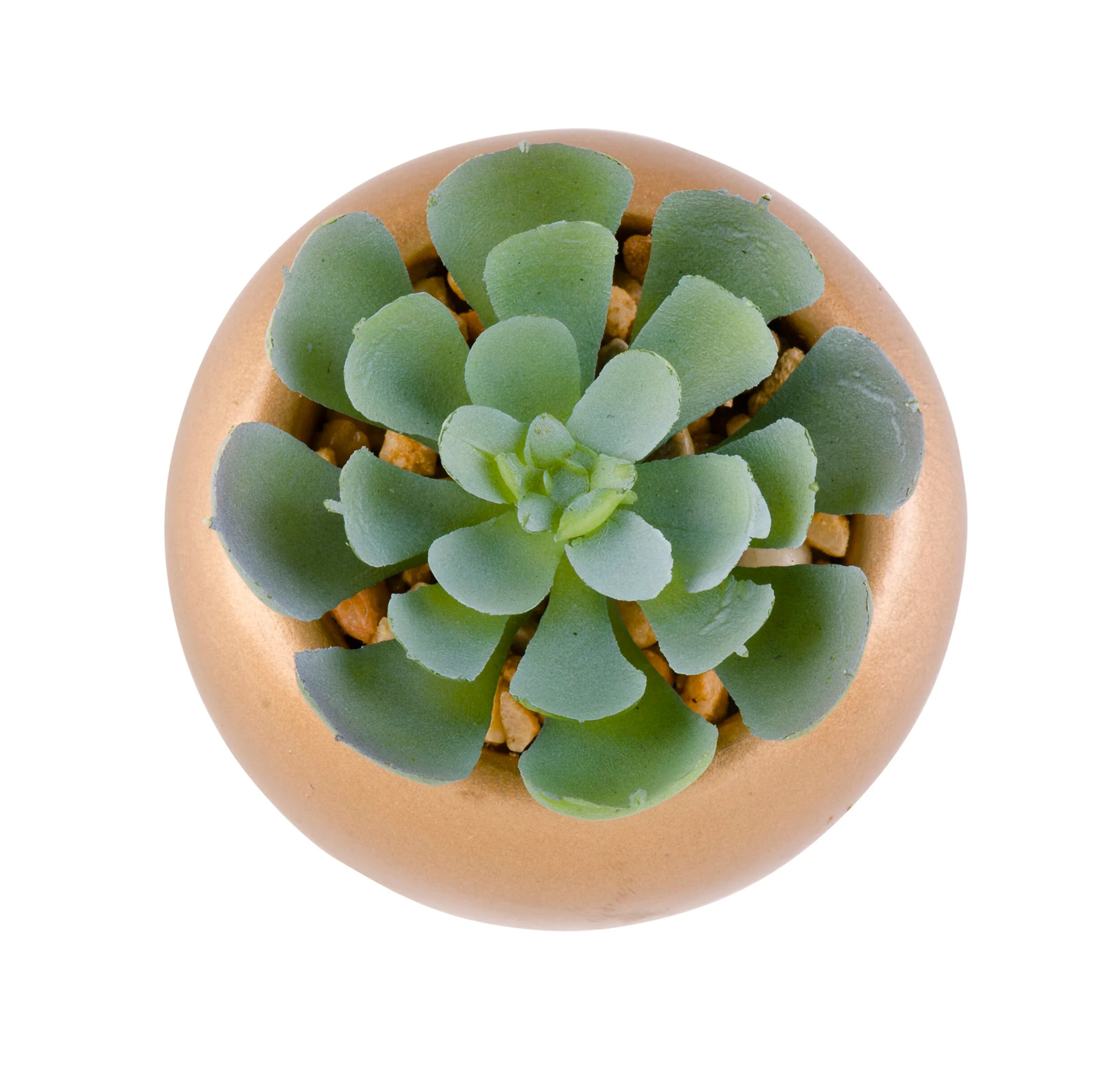 Floret Cactus Plant in Pot 6cm - Image 4