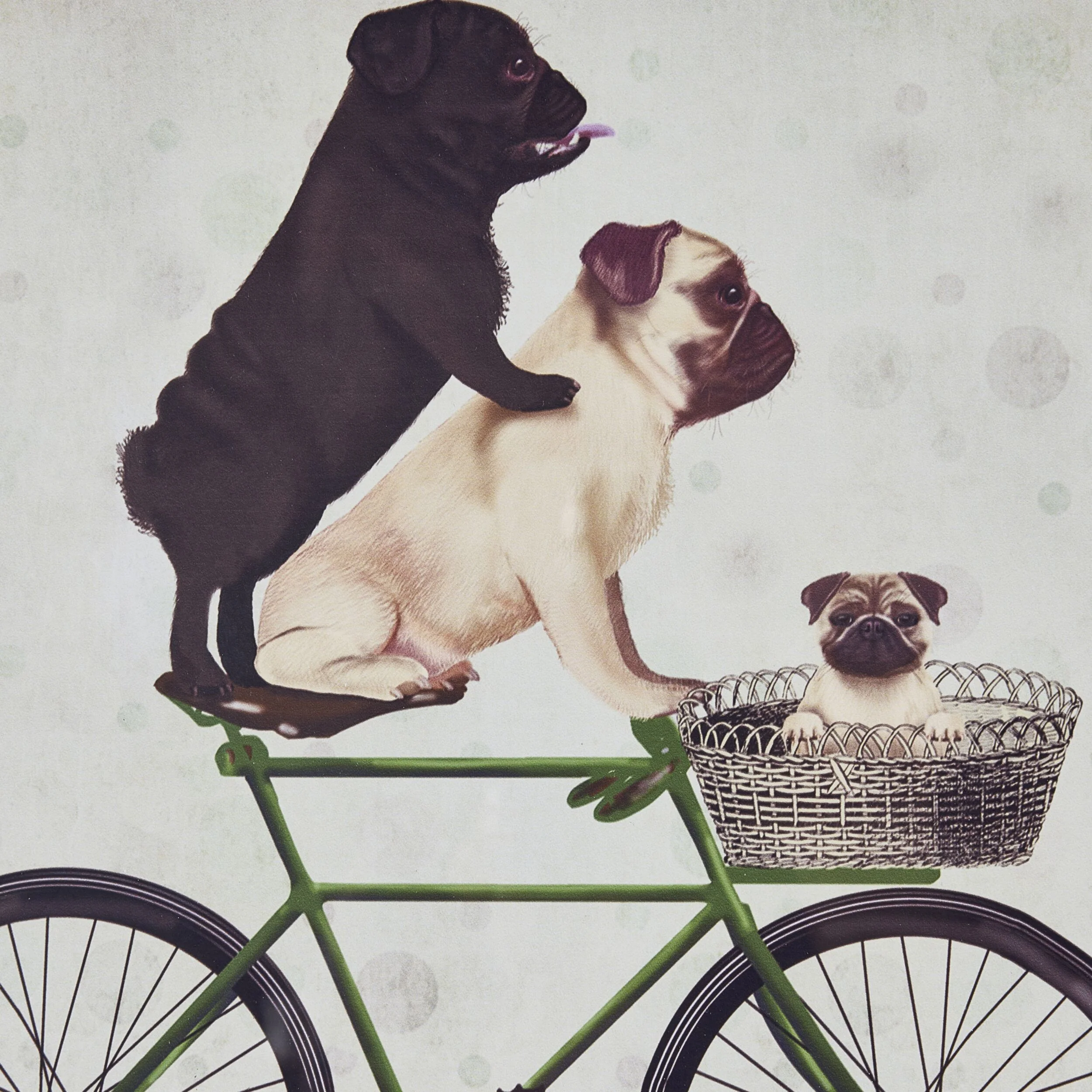 Pugs on a Bicycle Framed Print 41x41cm - Image 2