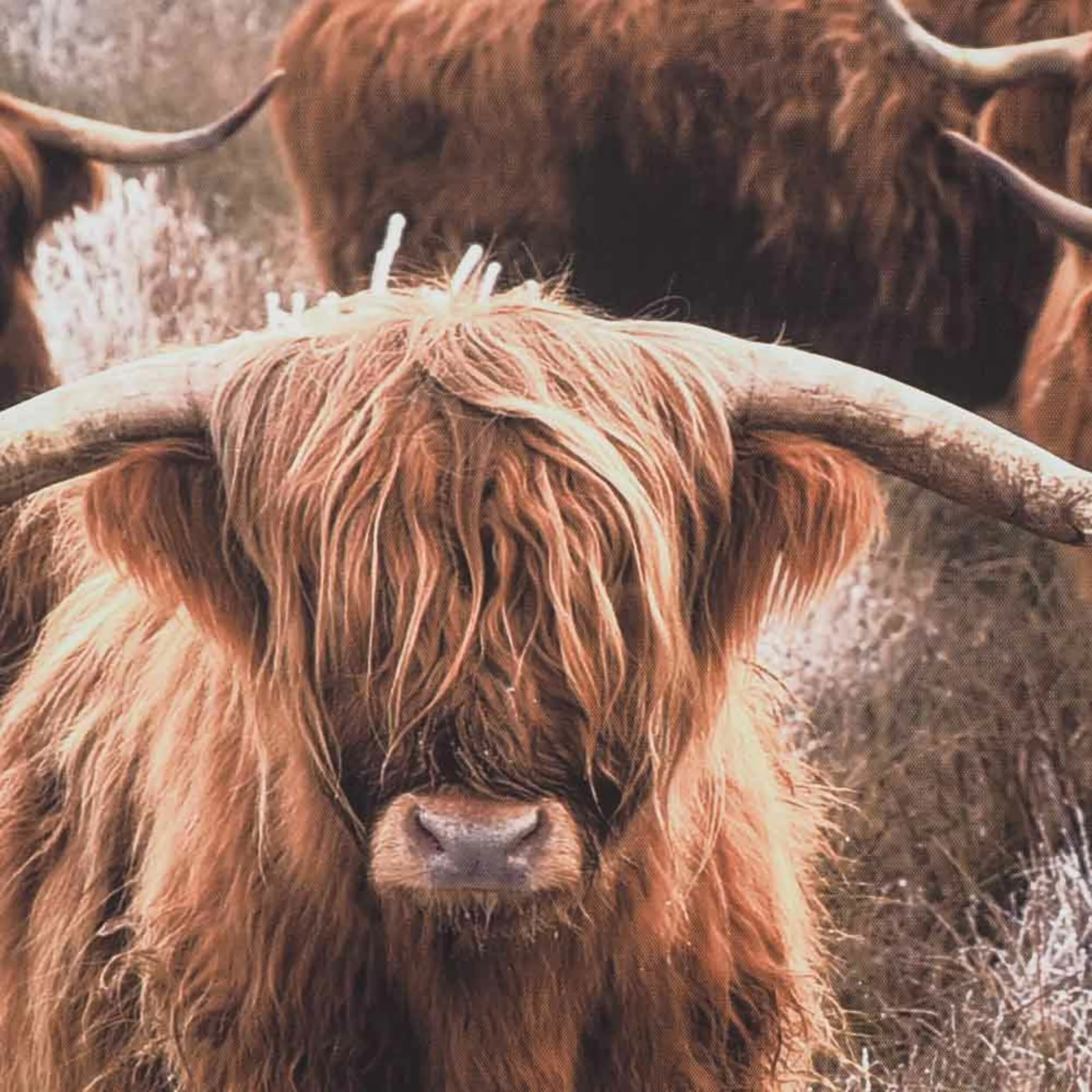 Scottish Highland Cow Herd Framed Print 140x100cm - Image 2