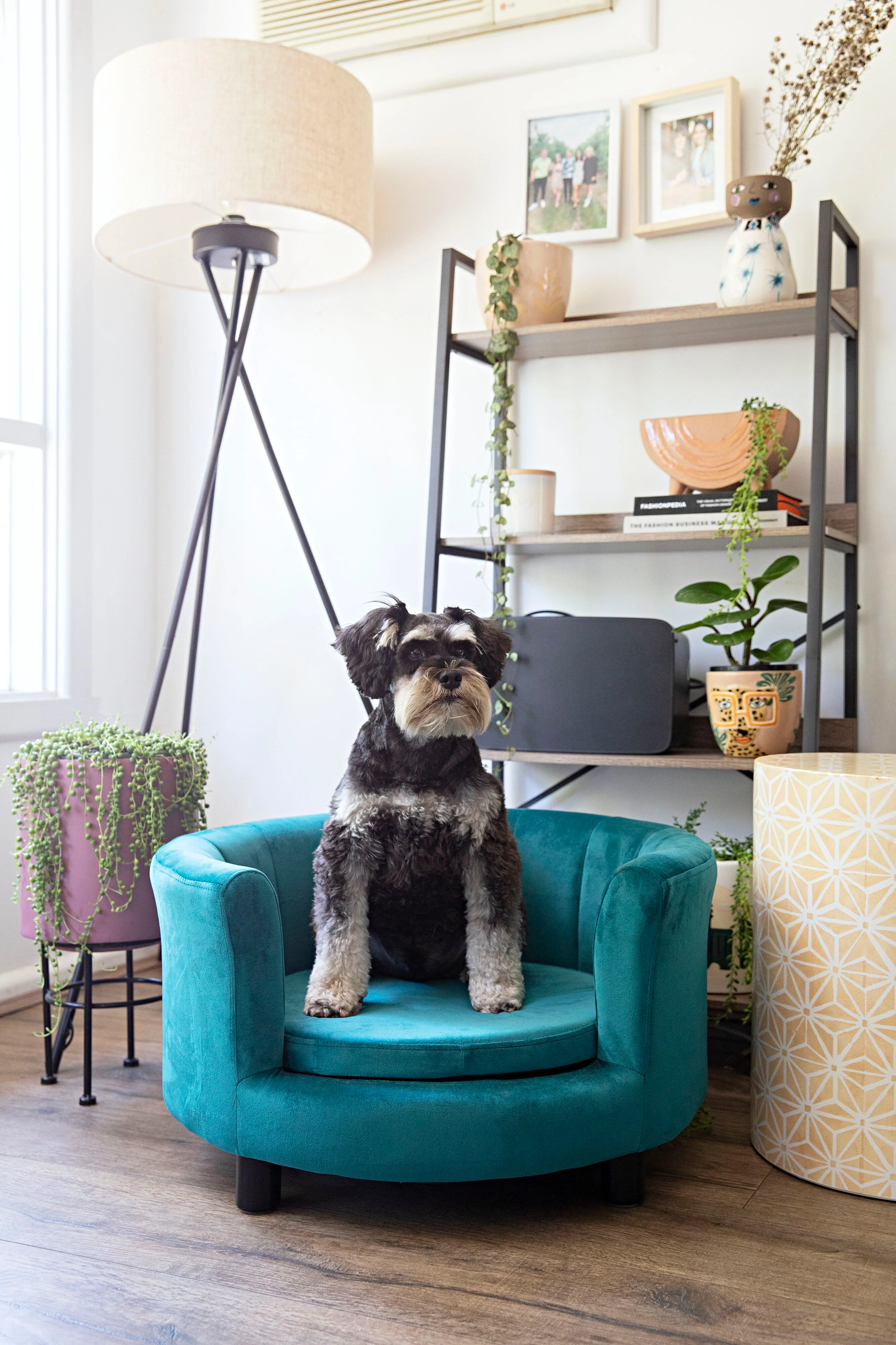 Vivienne Velvet Green Teal Pet Bed 65x65x36cm - Image 6